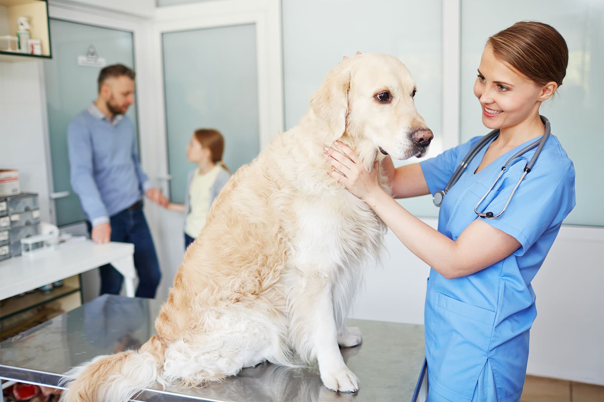 Médical & Pharmacie : vétérinaire